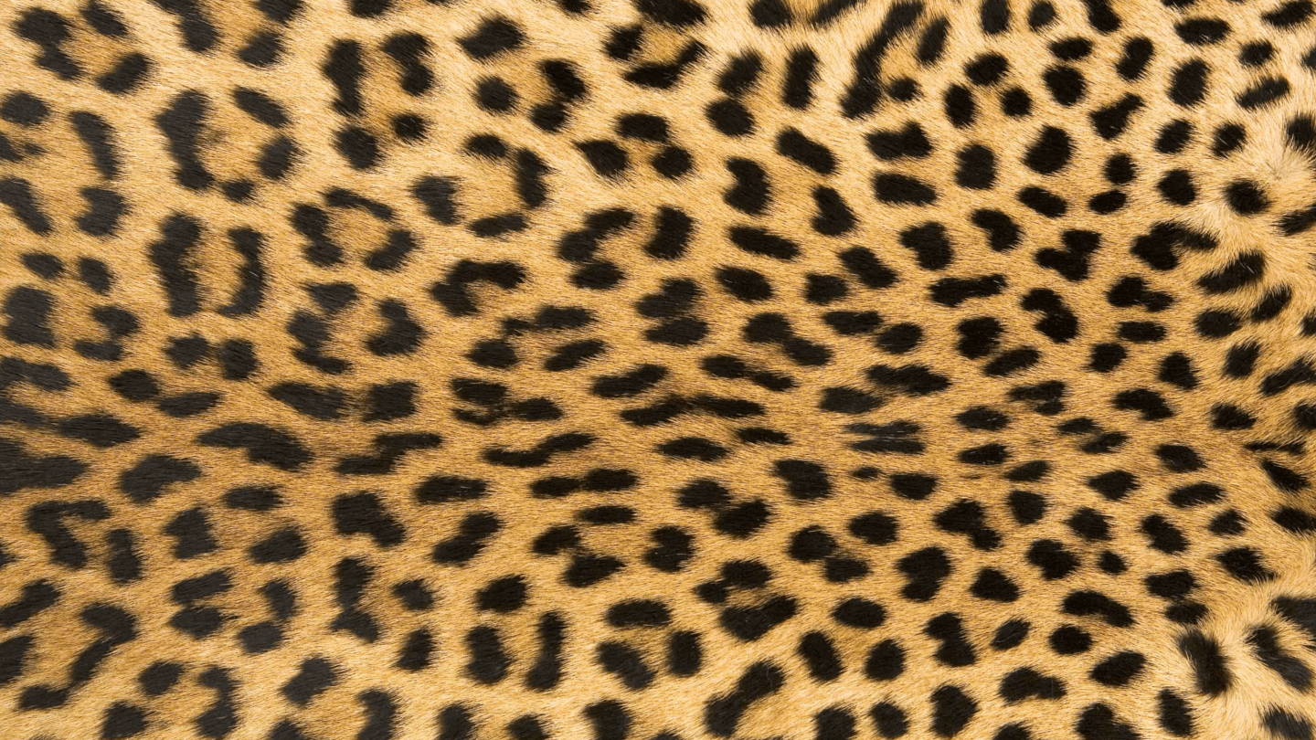 Animal print