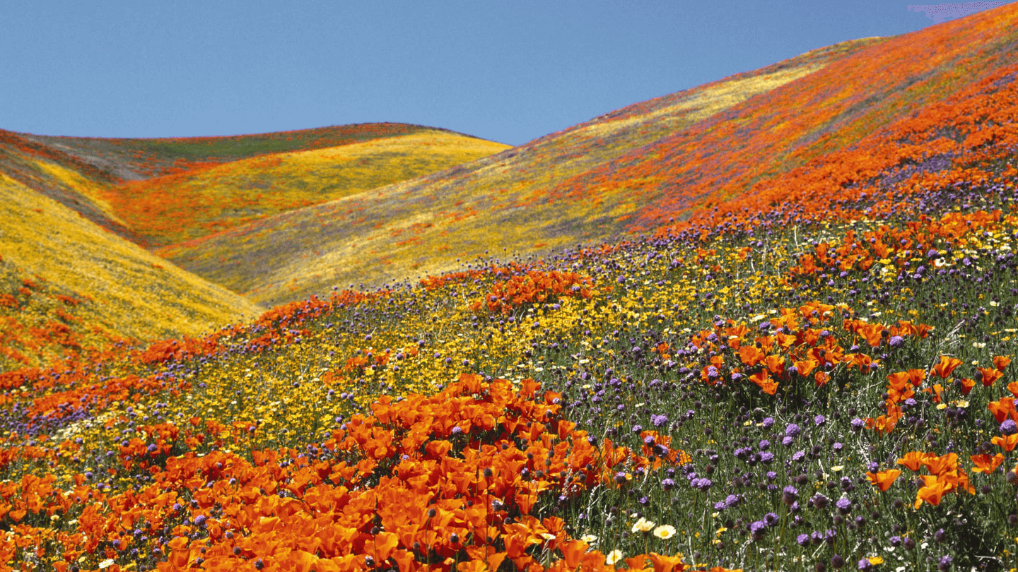 Primavera naranja